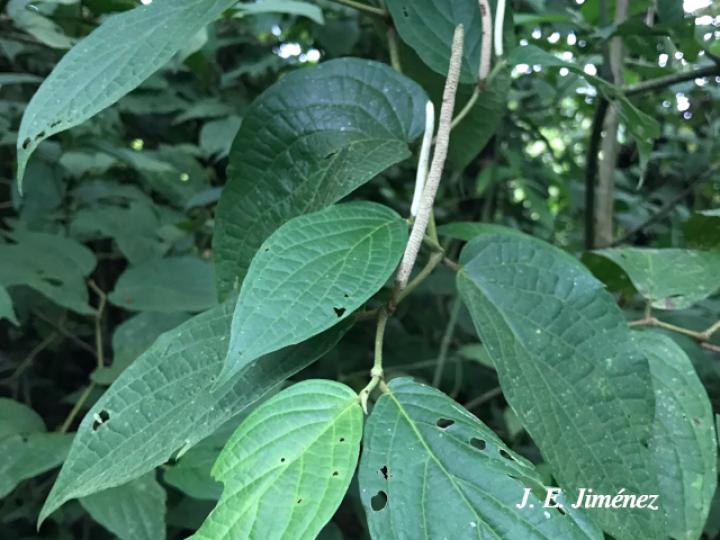 Piper bisasperatum