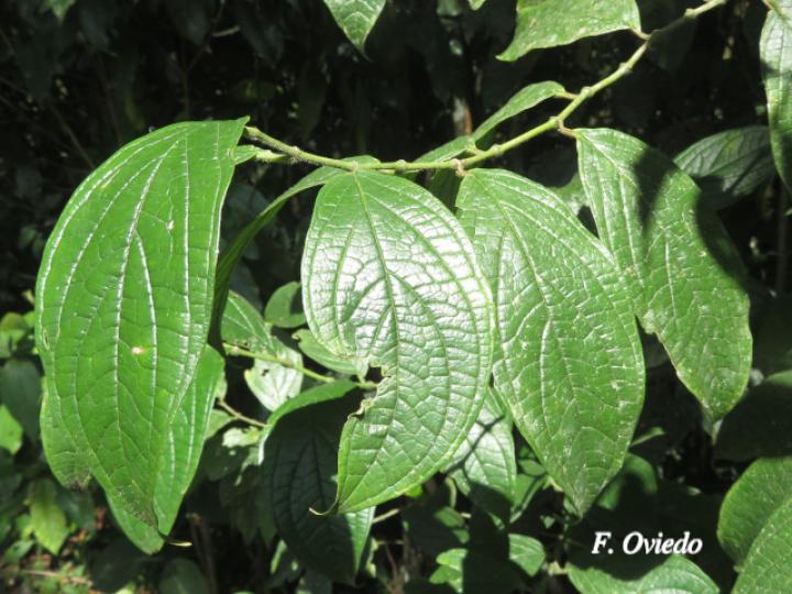 Piper bisasperatum