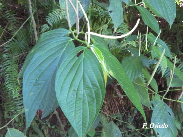 Piper chrysostachyum