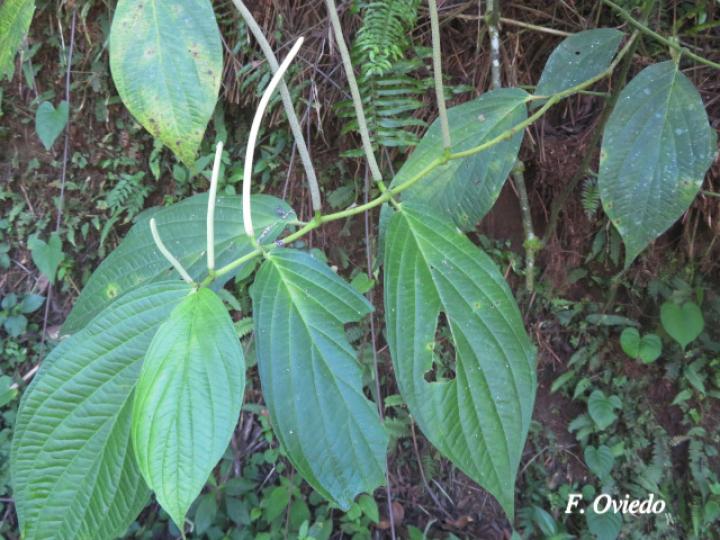 Piper chrysostachyum