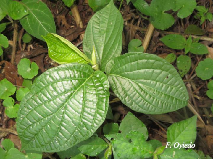 Piper chrysostachyum