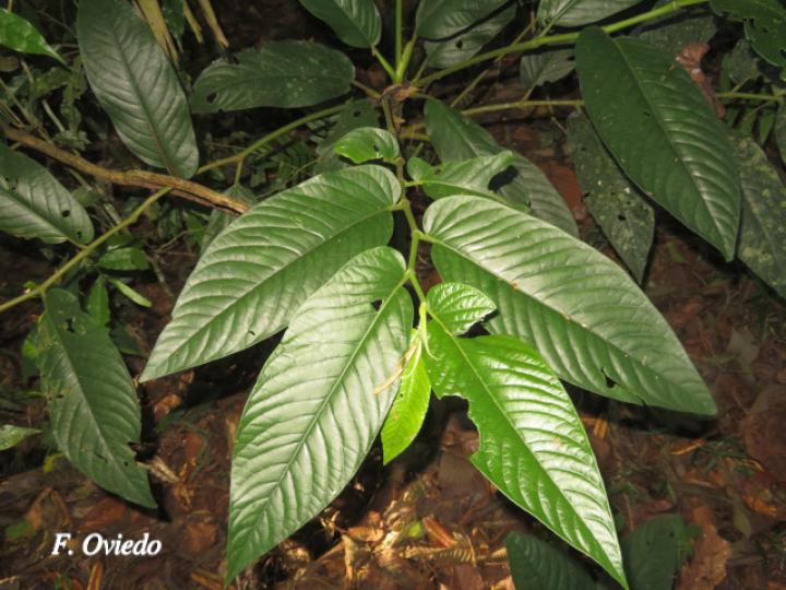 Piper pseudobumbratum