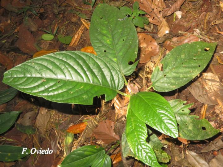 Piper pseudobumbratum