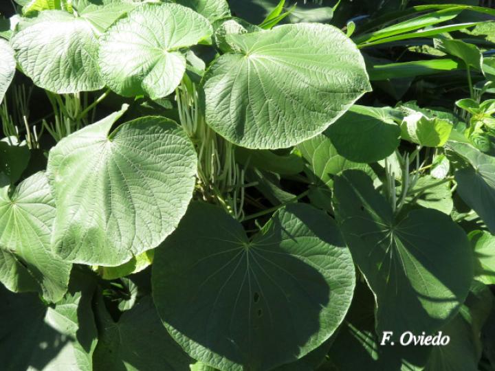 Piper umbellatum (Cigarrillo, Hoja de estrella)