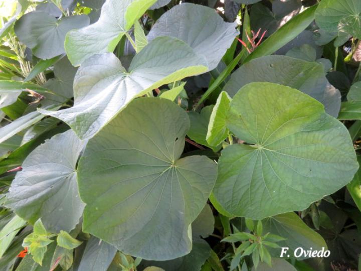 Piper umbellatum (Cigarrillo, Hoja de estrella)