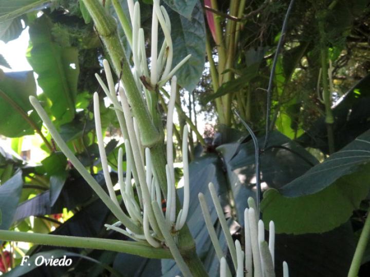 Piper umbellatum (Cigarrillo, Hoja de estrella)