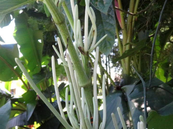 Piper umbellatum (Cigarrillo, Hoja de estrella)