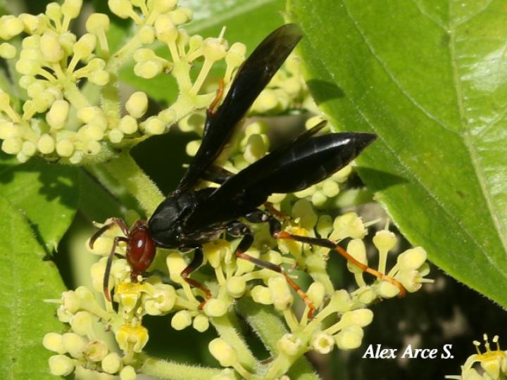 Polistes erythrocephalus (Avispa de papel cabeza roja)