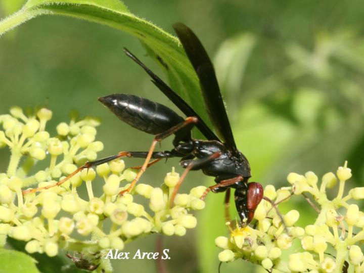 Polistes erythrocephalus (Avispa de papel cabeza roja)