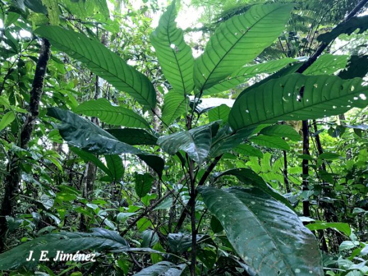 Pourouma minor (Lija, chumico)