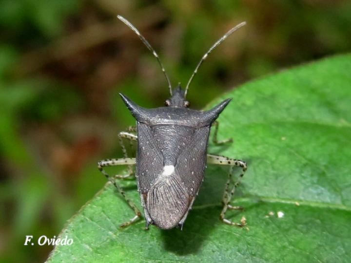 Proxys albopunctulatus