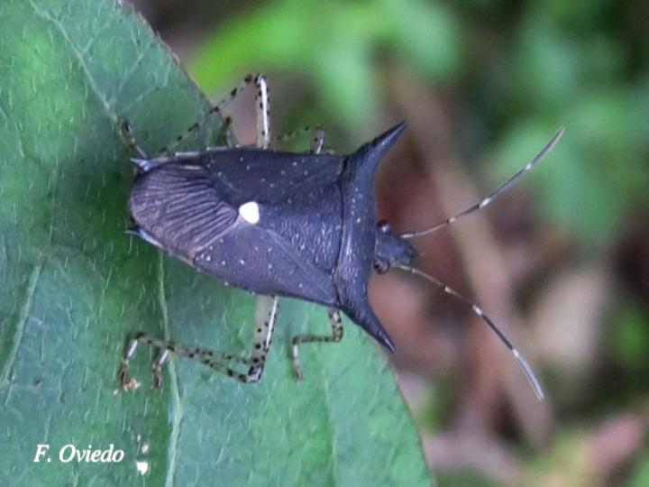 Proxys albopunctulatus