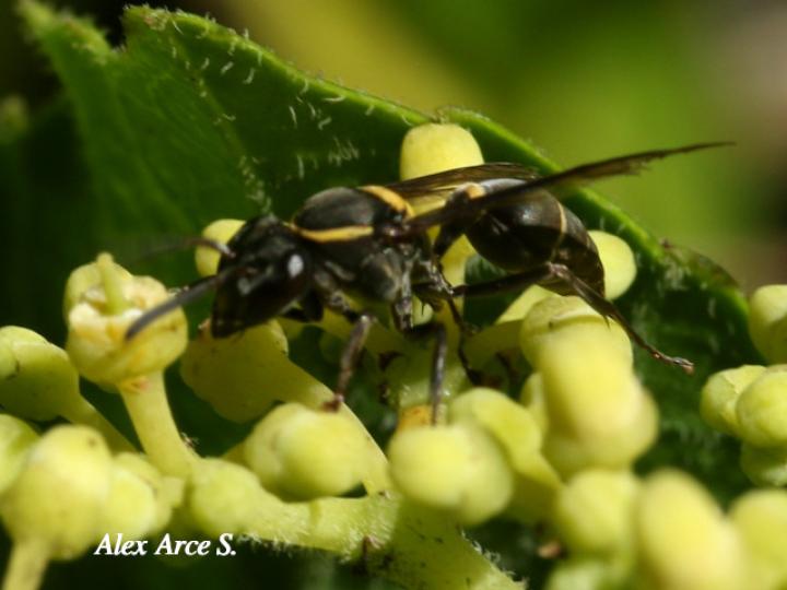 Pseudopolybia compressa