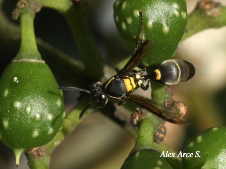 Pseudopolybia compressa
