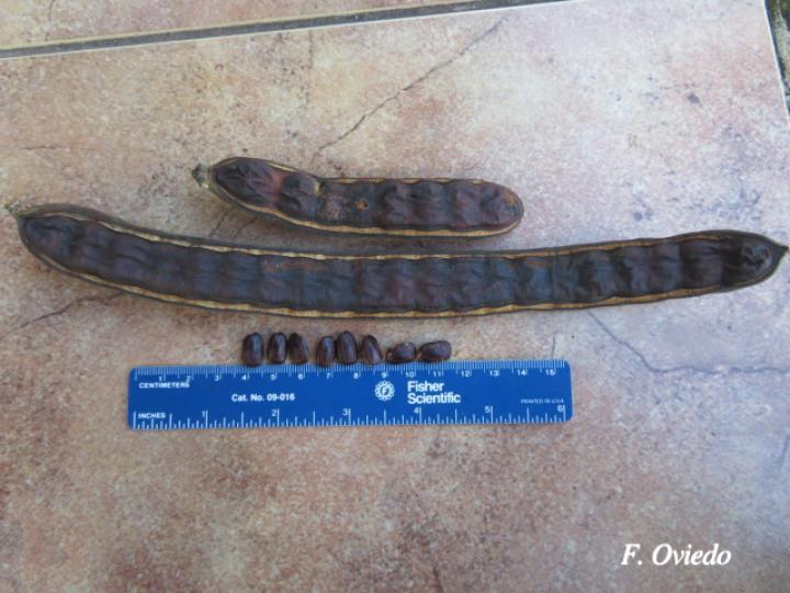 Samanea saman (Cenízaro)