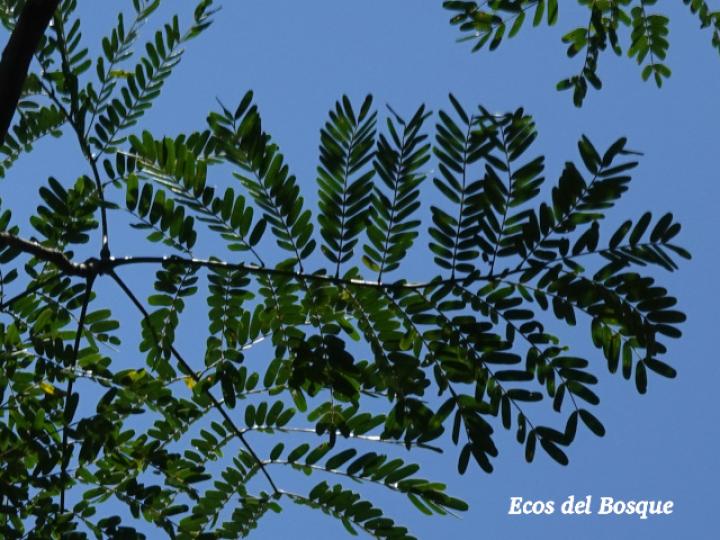 Schizolobium parahyba (Gallinazo, Gavilán, Zorra)