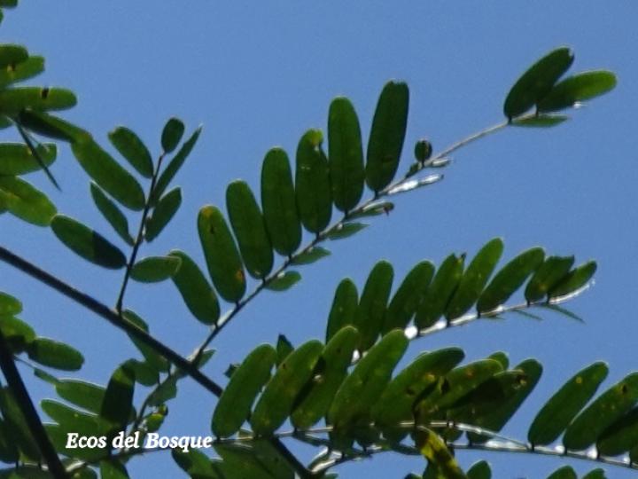 Schizolobium parahyba (Gallinazo, Gavilán, Zorra)