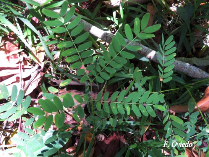 Schizolobium parahyba (Gallinazo, Gavilán, Zorra)