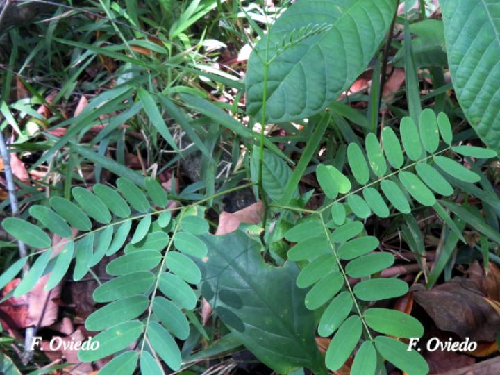 Schizolobium parahyba (Gallinazo, Gavilán, Zorra)