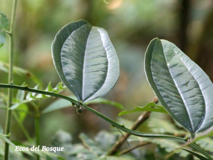 Smilax officinalis (Zarzaparrilla)