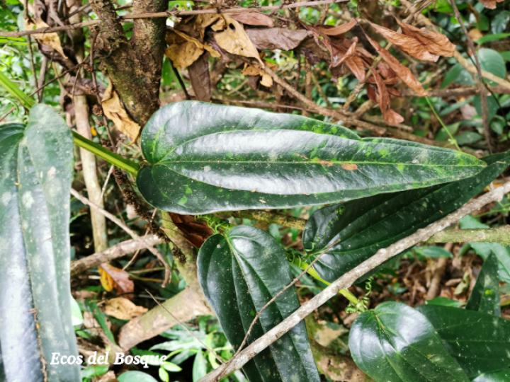 Smilax officinalis (Zarzaparrilla)