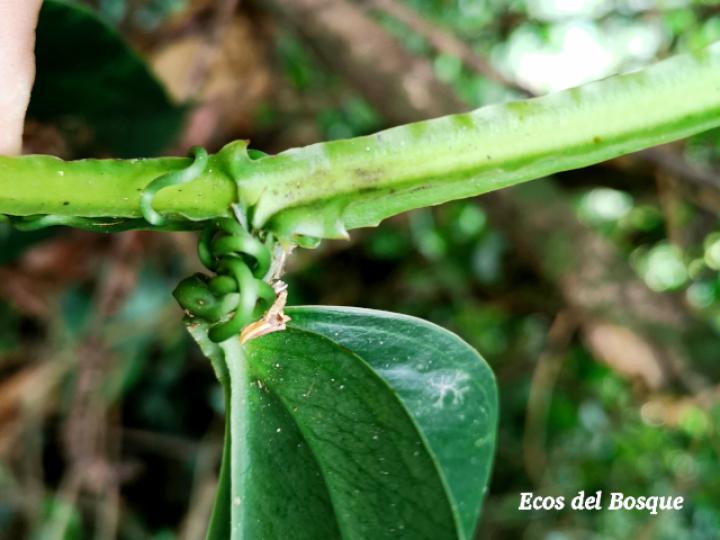 Smilax officinalis (Zarzaparrilla)