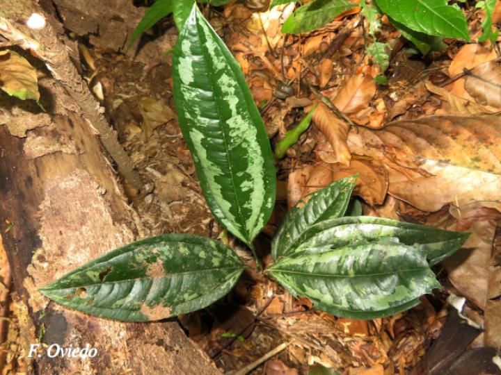 Smilax officinalis (Zarzaparrilla)