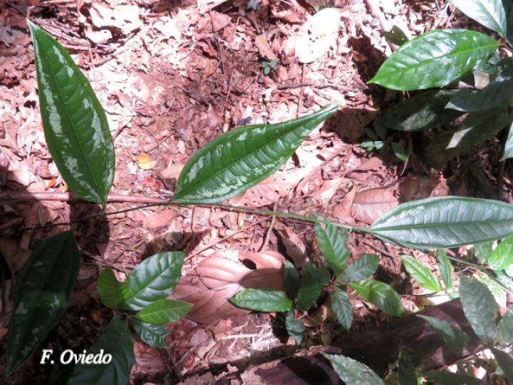 Smilax officinalis (Zarzaparrilla)
