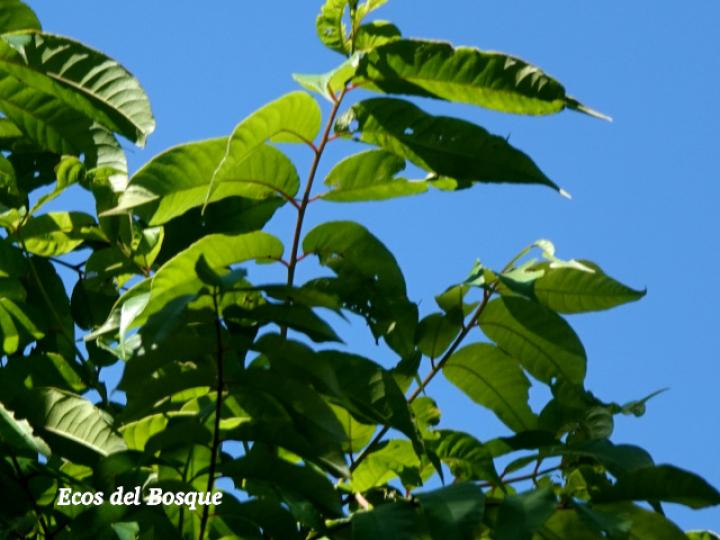 Spondias mombin (Jobo)