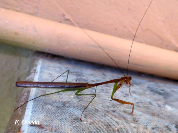 Stagmomantis venusta (Mantis religiosa)