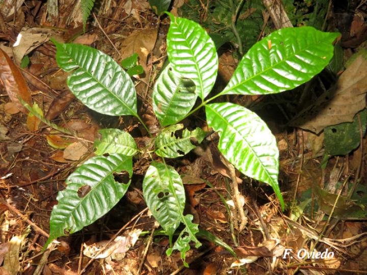 Tapirira  guianensis (Cedro dulce, Cedro jaúl, Cirrí blanco, Manteco)