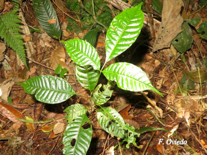Tapirira  guianensis (Cedro dulce, Cedro jaúl, Cirrí blanco, Manteco)