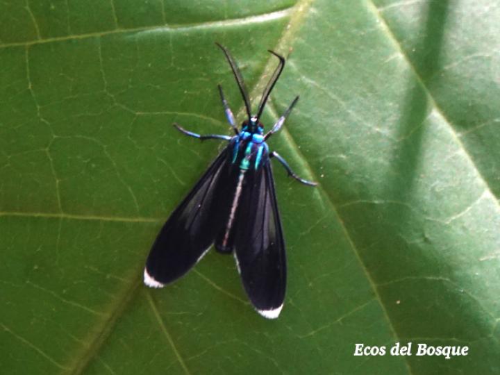 Uranophora leucotelus (Polilla cian de puntas blancas)