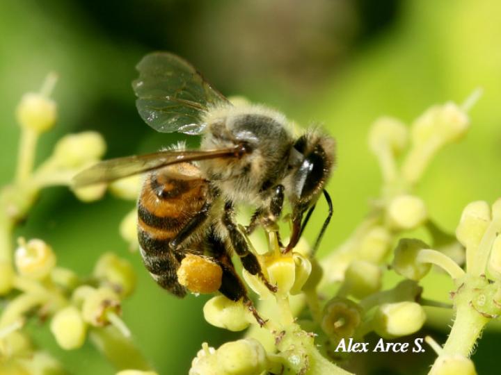 Apis mellifera (Abeja europea)