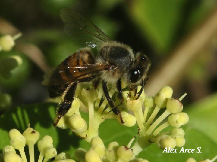 Apis mellifera (Abeja europea)