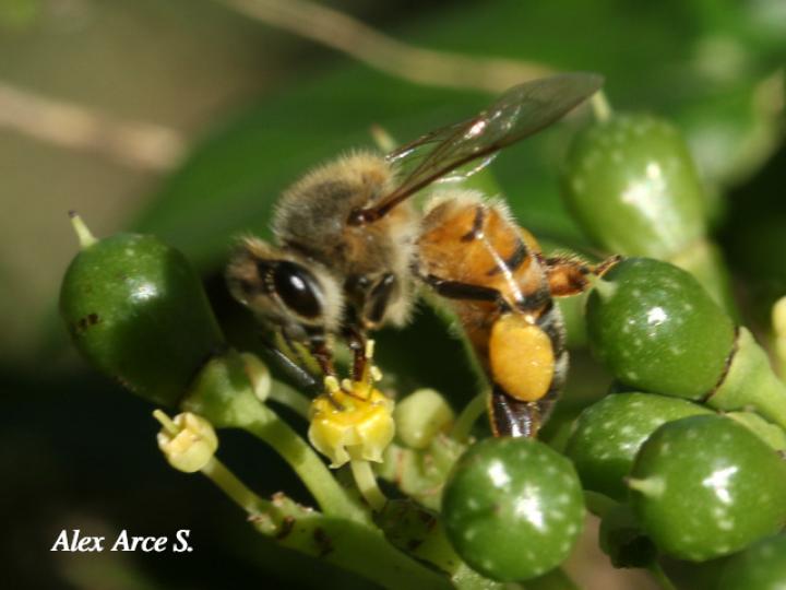 Apis mellifera (Abeja europea)