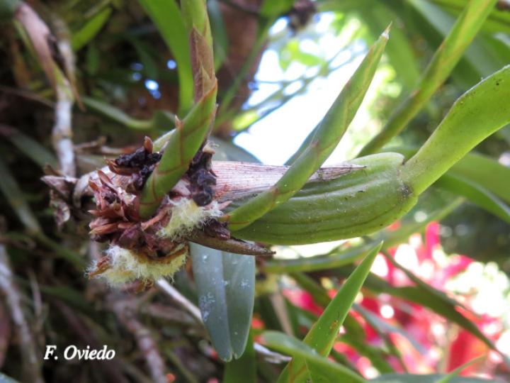 Camaridium neglectum