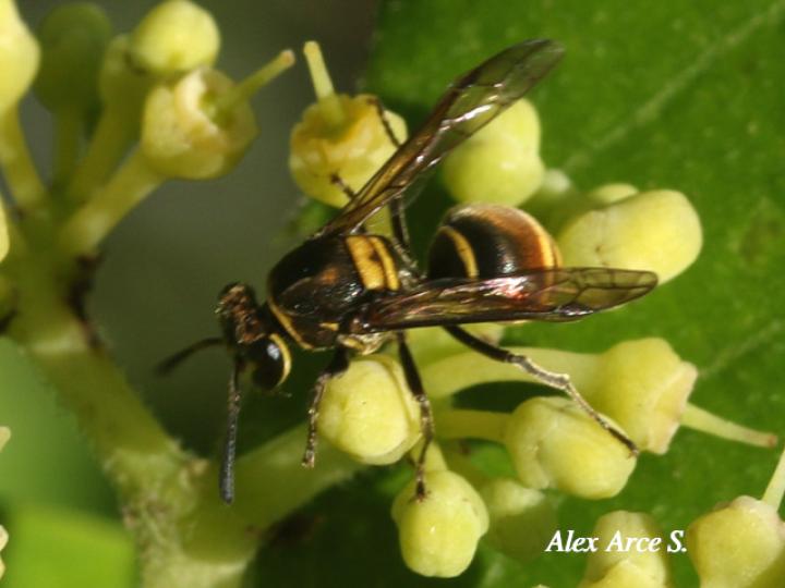 Brachygastra scutellaris