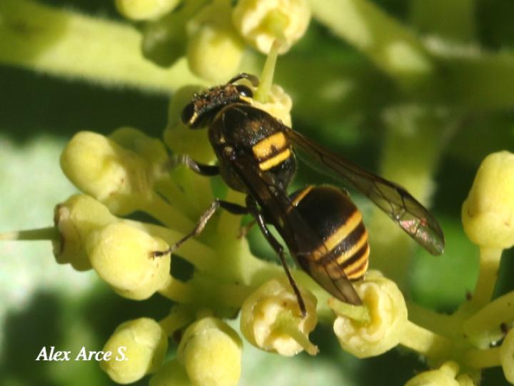 Brachygastra scutellaris
