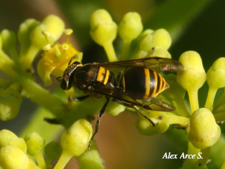 Brachygastra scutellaris