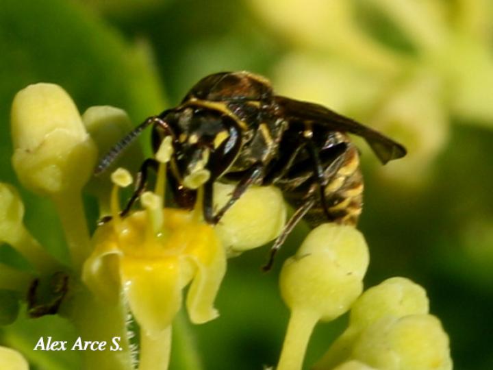 Brachygastra scutellaris