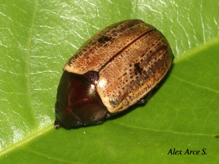 Callistethus cupricollis