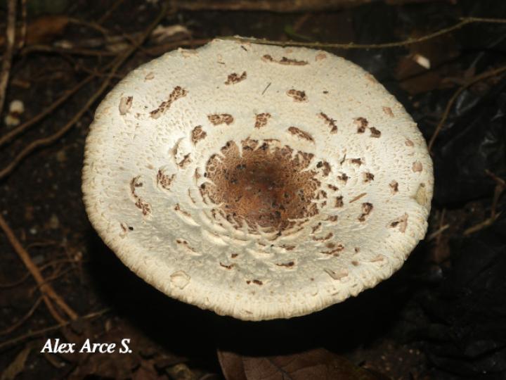 Chlorophyllum brunneum (Sombrilla café)