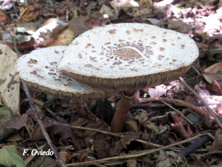 Chlorophyllum brunneum (Sombrilla café)