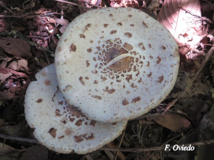 Chlorophyllum brunneum (Sombrilla café)