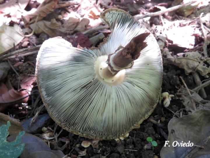 Chlorophyllum brunneum (Sombrilla café)