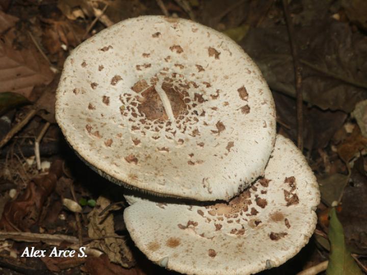 Chlorophyllum brunneum (Sombrilla café)