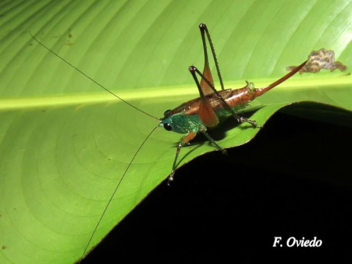 Conocephalus angustifrons