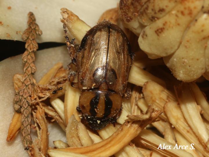 Cyclocephala amazona