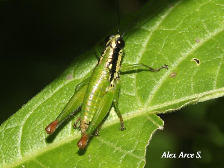Drymophilacris bimaculata